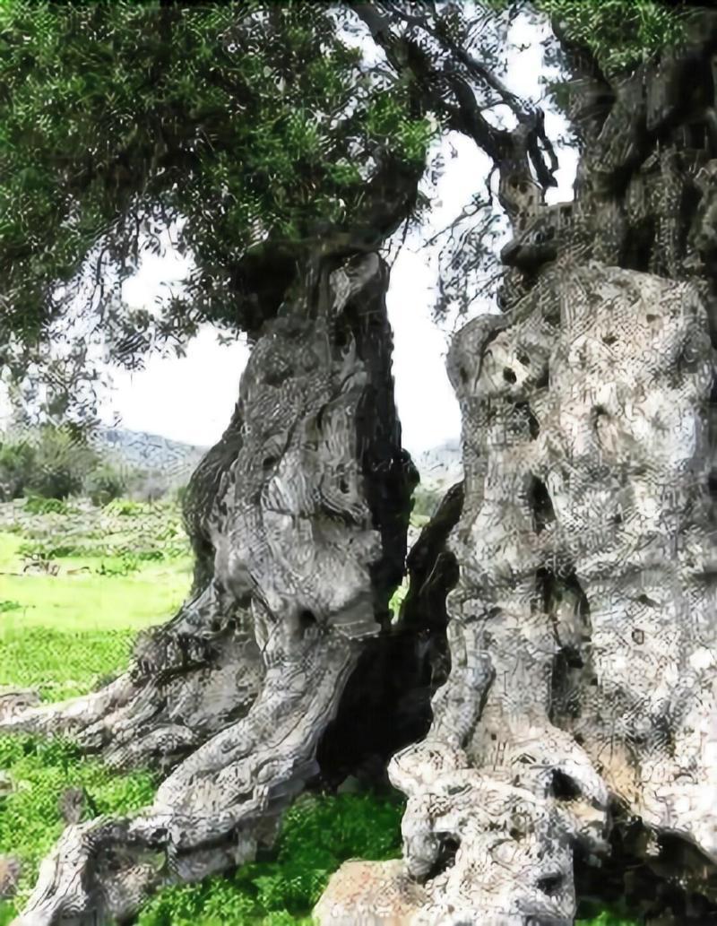 Corte Dei Nonni Presicce Exterior foto